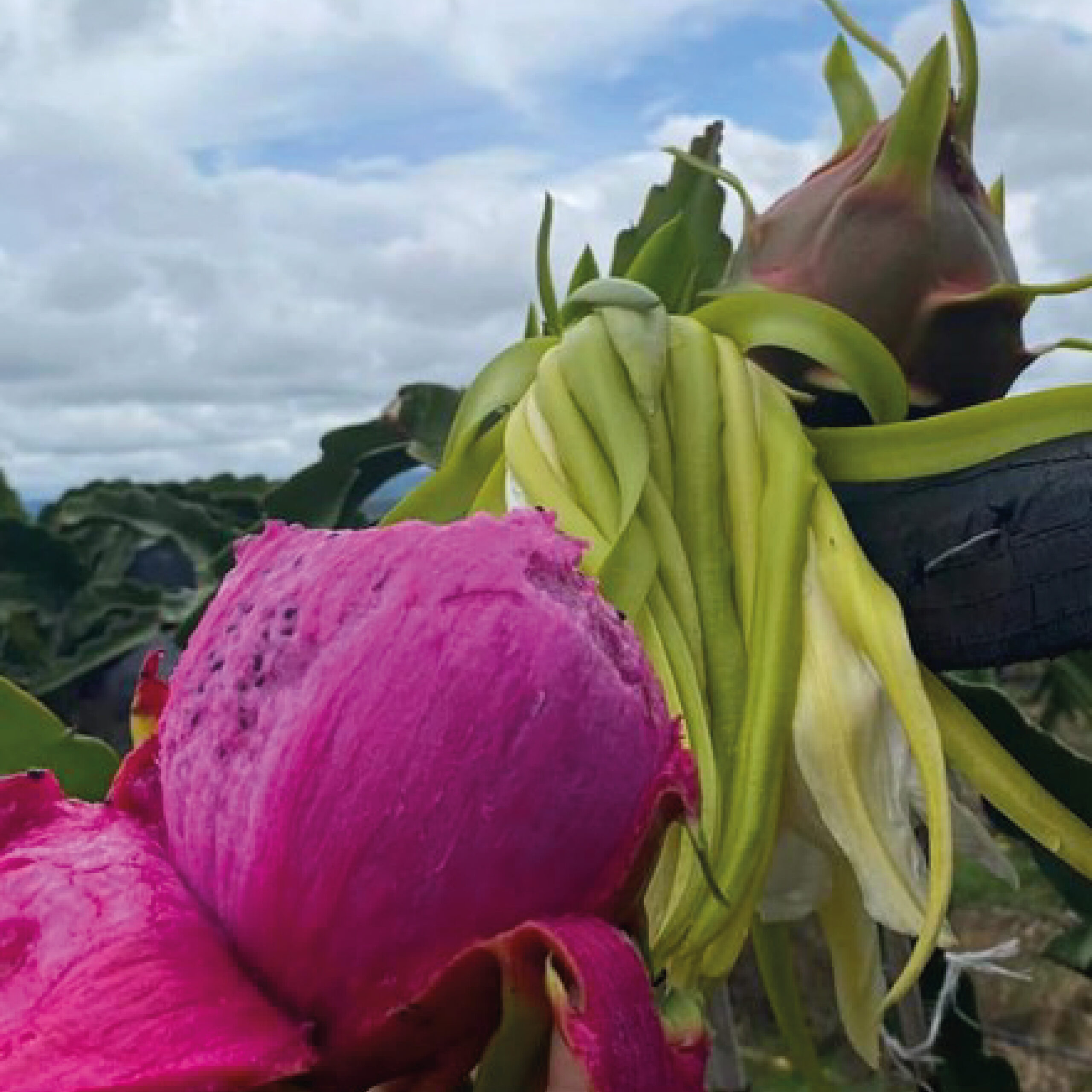 Descubre los beneficios de la pitahaya y cómo incorporarla en tu dieta