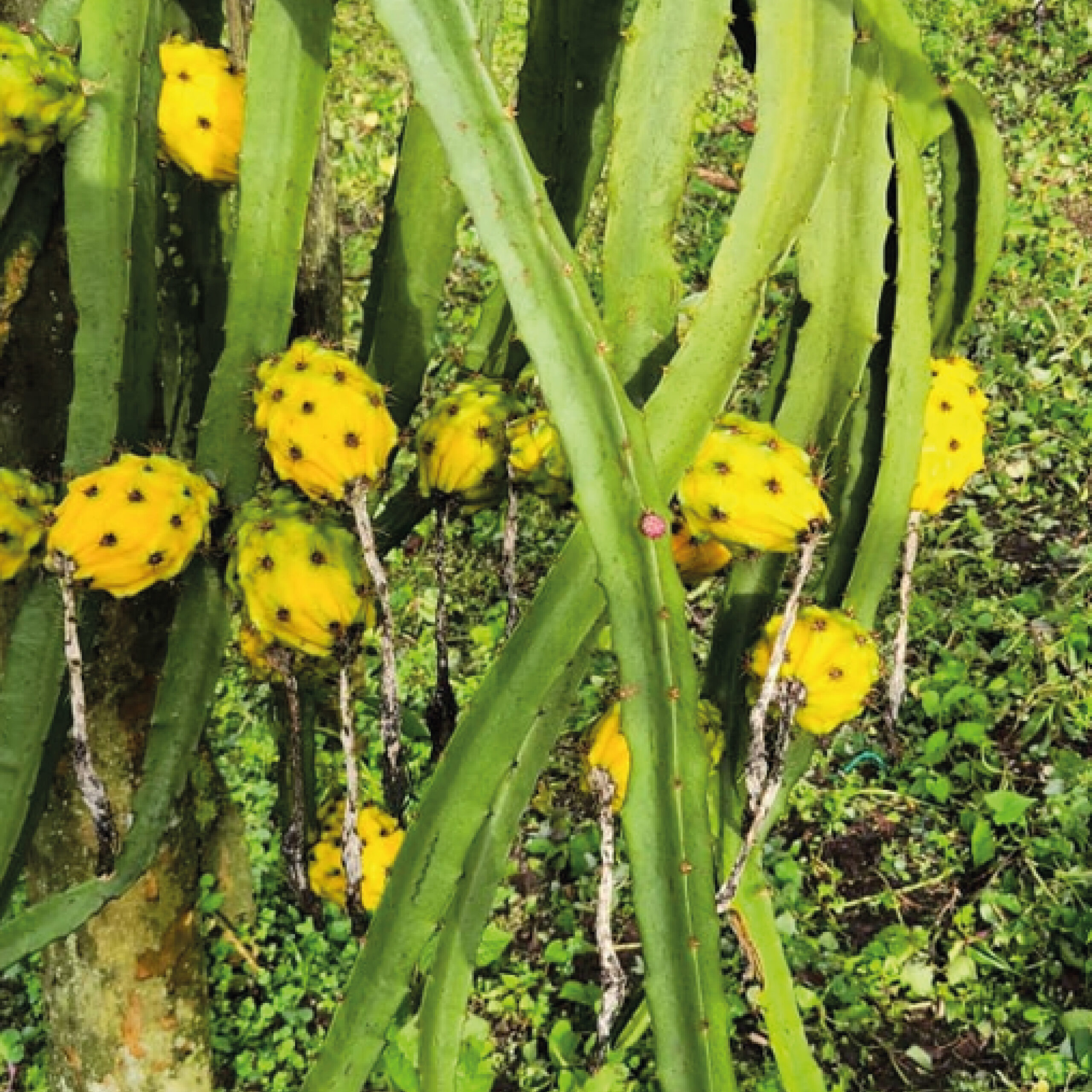 Cómo añadir a tu dieta a la famosa Fruta Dragón